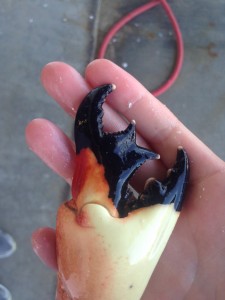 A double-clawed stone crab claw