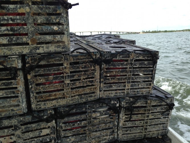 Traps being hauled out to the Gulf