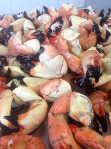 Pre-Graded pile of stone crab claws